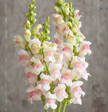 BOCCA DI LEONE / ANTIRRHINUM F1 POTOMAC ROSA E BIANCO  NR.1000 SEMI